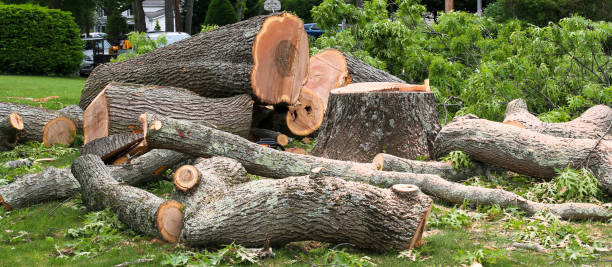 Reliable Longtown, OK Tree Services Solutions